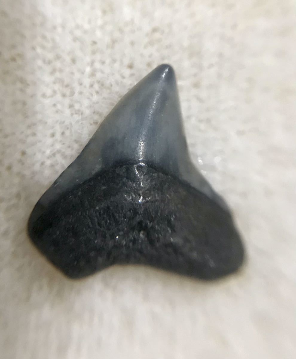 サメの歯_中世紀(約2千5百万年前)_アメリカ_フロリダ州_画像3