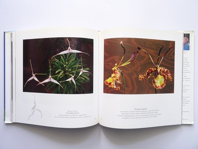  foreign book * rare . Ran photoalbum book@ orchid flower plant illustrated reference book 