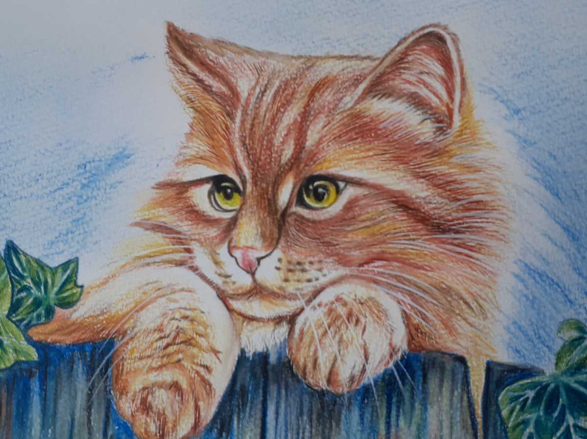  color pencil ..... cat 