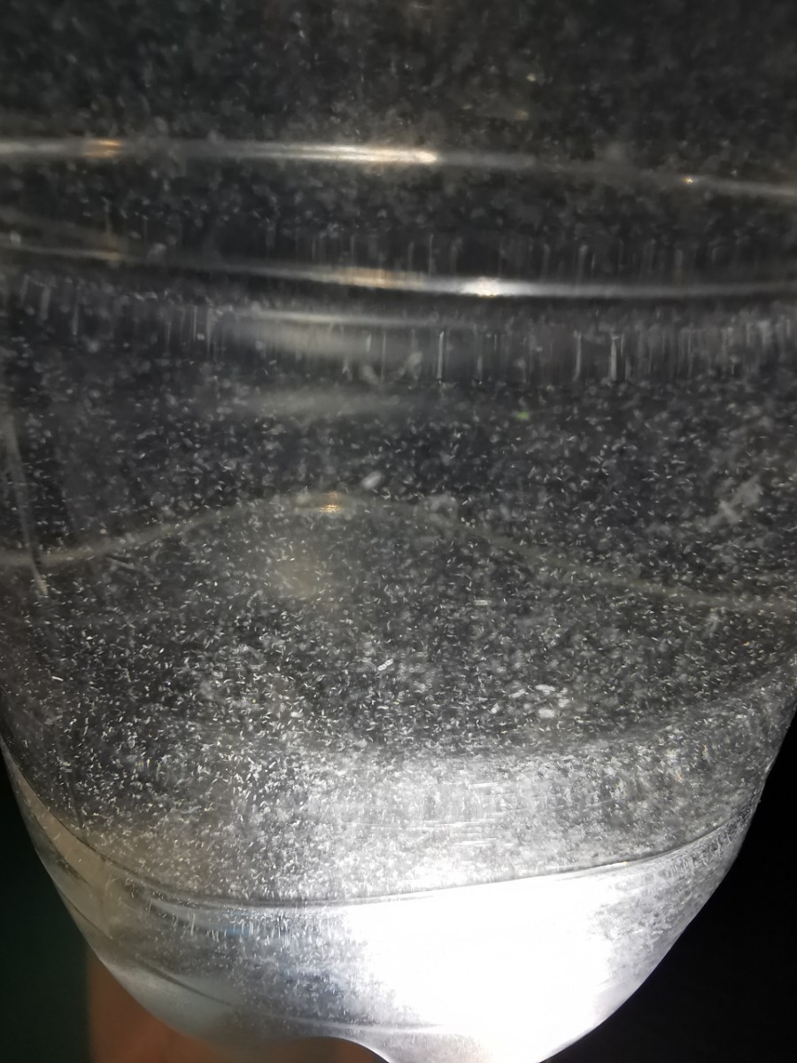 Paypayフリマ ゾウリムシ 500ml規格ペットボトル3本 米のとぎ汁培養 稚魚 ミジンコ 餌 Paypayフリマ ゾウリムシ 500ml規格ペットボトル3本 米のとぎ汁培養 稚魚 ミジンコ 餌