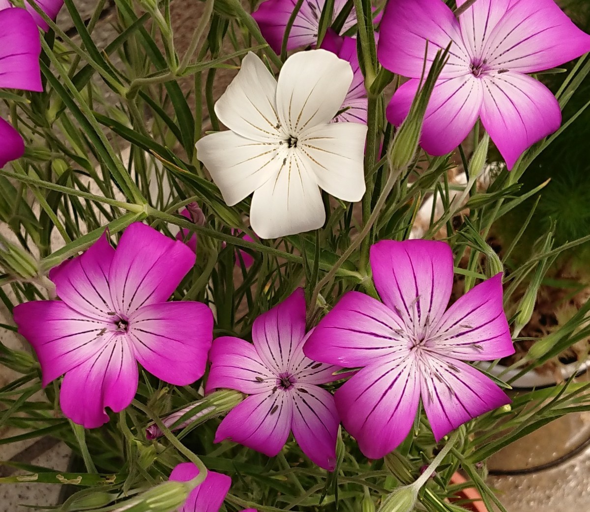 Paypayフリマ 花の種 アグロステンマ 100粒