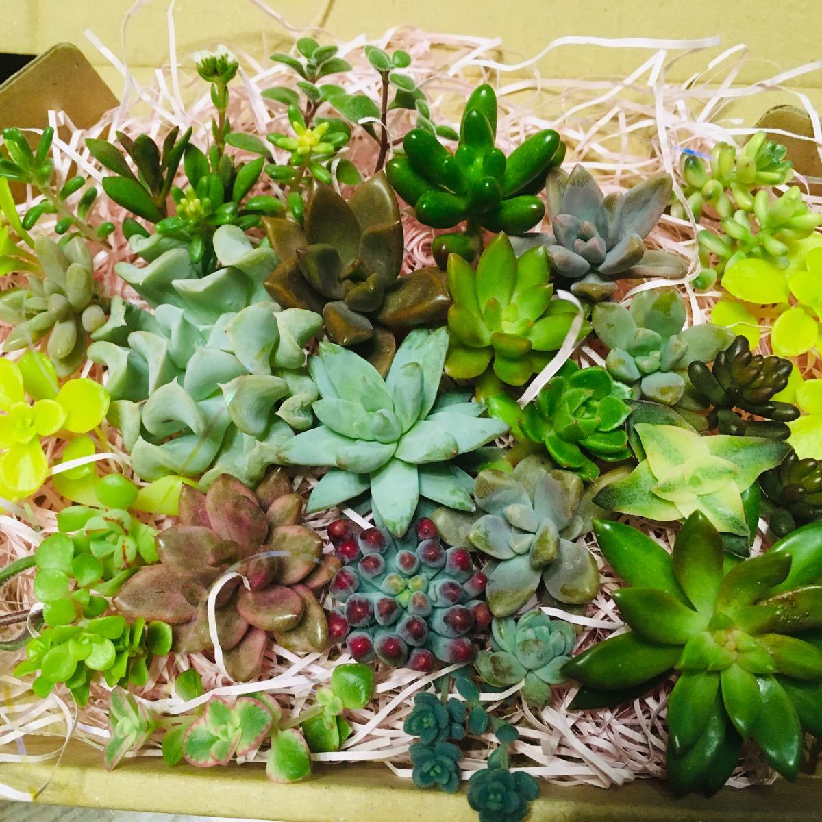 多肉植物 アクレアウレウム カット苗 40カット ② 植物 | lockerdays.com