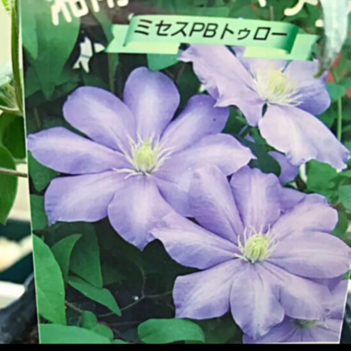 Paypayフリマ クレマチス 青系 Paypayフリマ クレマチス 青系