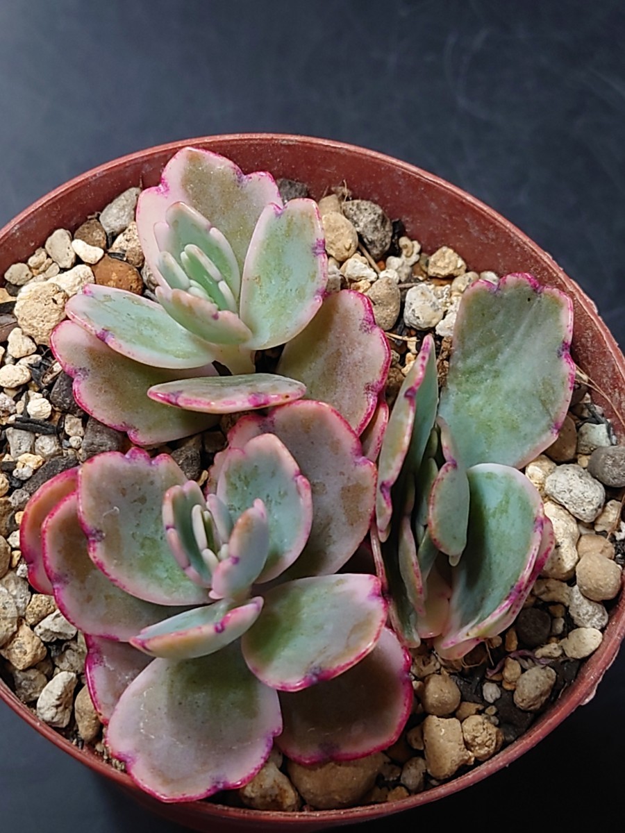 多肉植物 胡蝶の舞錦 カット苗 微根|Yahoo!フリマ(旧PayPay 多肉植物 胡蝶の舞錦 カット苗 微根|Yahoo!フリマ(旧PayPay