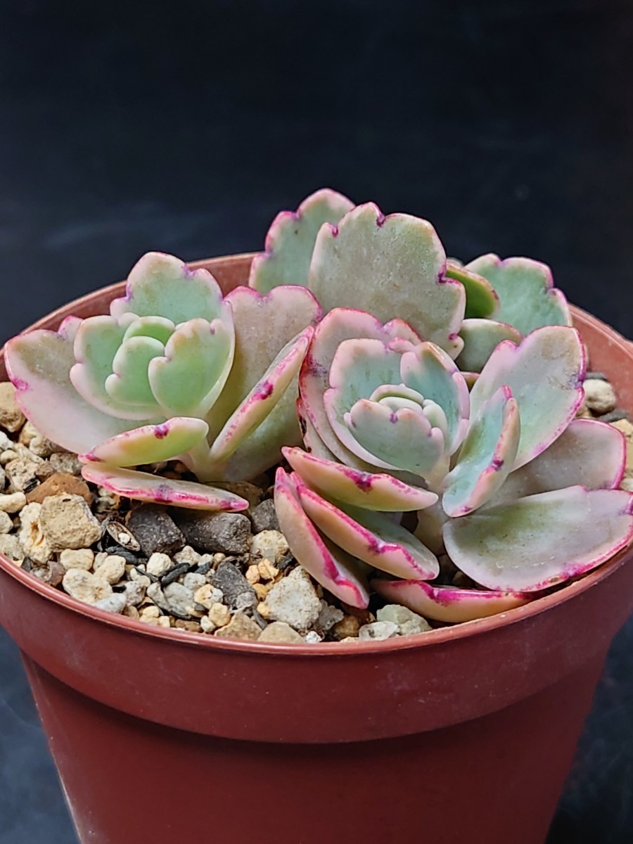 多肉植物 胡蝶の舞錦 カット苗 微根|Yahoo!フリマ(旧PayPay 多肉植物 胡蝶の舞錦 カット苗 微根|Yahoo!フリマ(旧PayPay