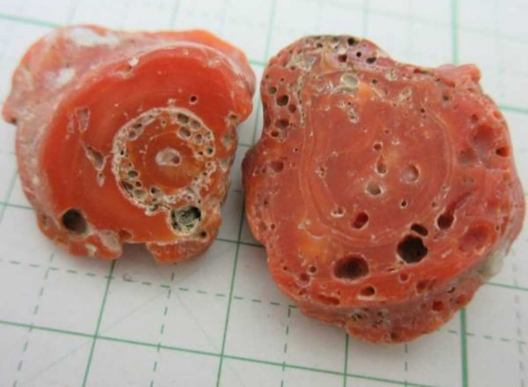 【TOP】血赤珊瑚 サンゴ 11.5g 枝 セット ルース オブジェ アクアリウム 根付 r313._画像1