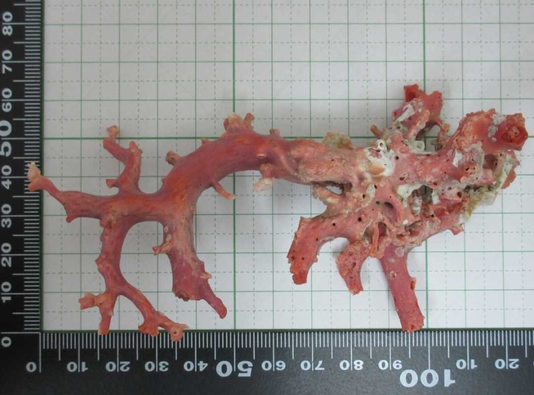 TOP】血赤珊瑚 サンゴ 7 1g 枝 ルース 根付 c893 Yahoo!フリマ（旧）+