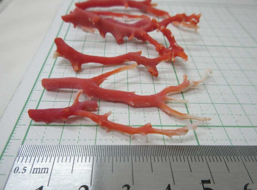 安い国産 ヤフオク! - 血赤珊瑚 サンゴ 12g 枝 セット ルース ... 最大15％セット割