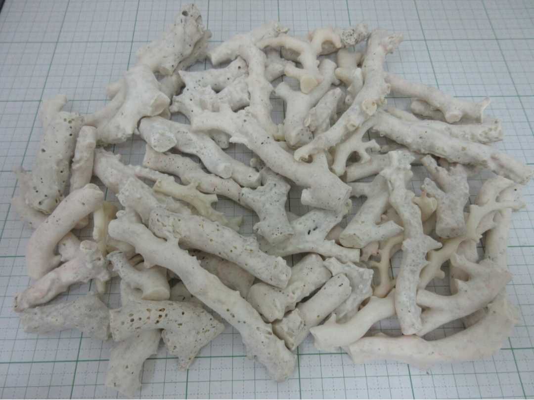 【TOP】珊瑚 サンゴ 1000g 枝 原木 セット ルース 材料 根付 c13._画像1