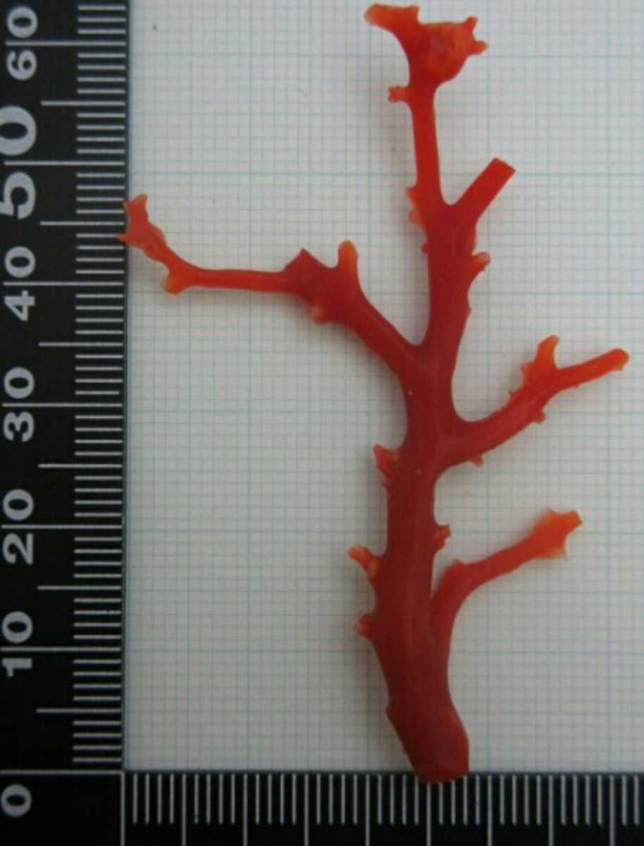 【TOP】血赤珊瑚 サンゴ 2.62g 枝 ルース 根付 g911.