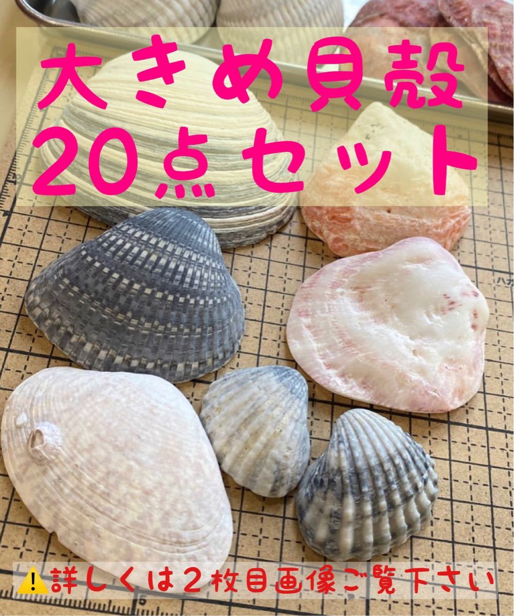 Paypayフリマ 大きめ 貝殻 赤い貝殻 グレーの貝殻 枚 セット 貝殻 貝 シェル ハンドメイド 水槽 シーアート パーツ 材料 Paypayフリマ 大きめ 貝殻 赤い貝殻 グレーの貝殻 枚 セット 貝殻 貝 シェル ハンドメイド 水槽 シーアート パーツ 材料