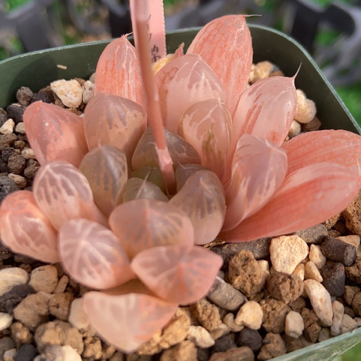 多肉植物 ハオルチア ピンクのオブツーサ錦 現品のみ|Yahoo 多肉植物 ハオルチア ピンクのオブツーサ錦 現品のみ|Yahoo