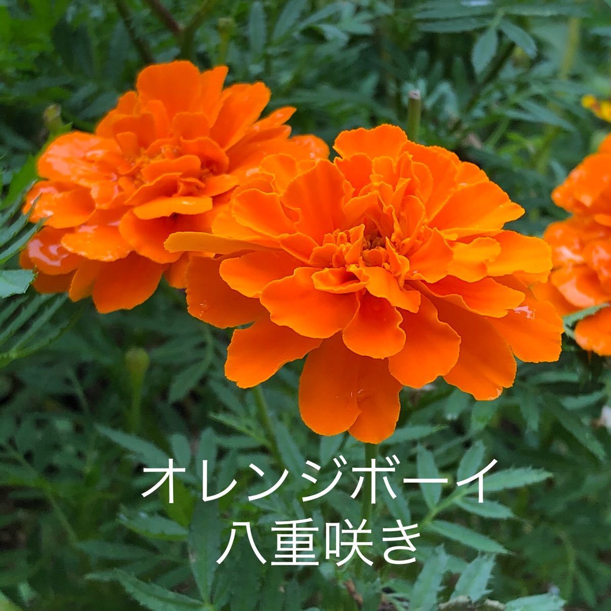 Paypayフリマ マリーゴールド 6種類ミックス 花の種 Paypayフリマ マリーゴールド 6種類ミックス 花の種