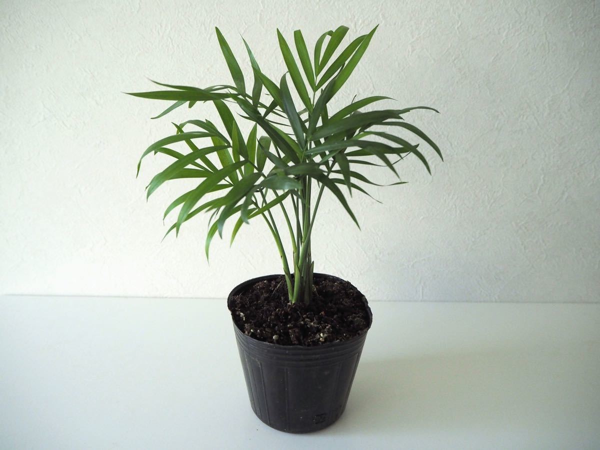 Paypayフリマ テーブルヤシ 3号 観葉植物 マイナスイオン 空気清浄 Paypayフリマ テーブルヤシ 3号 観葉植物 マイナスイオン 空気清浄