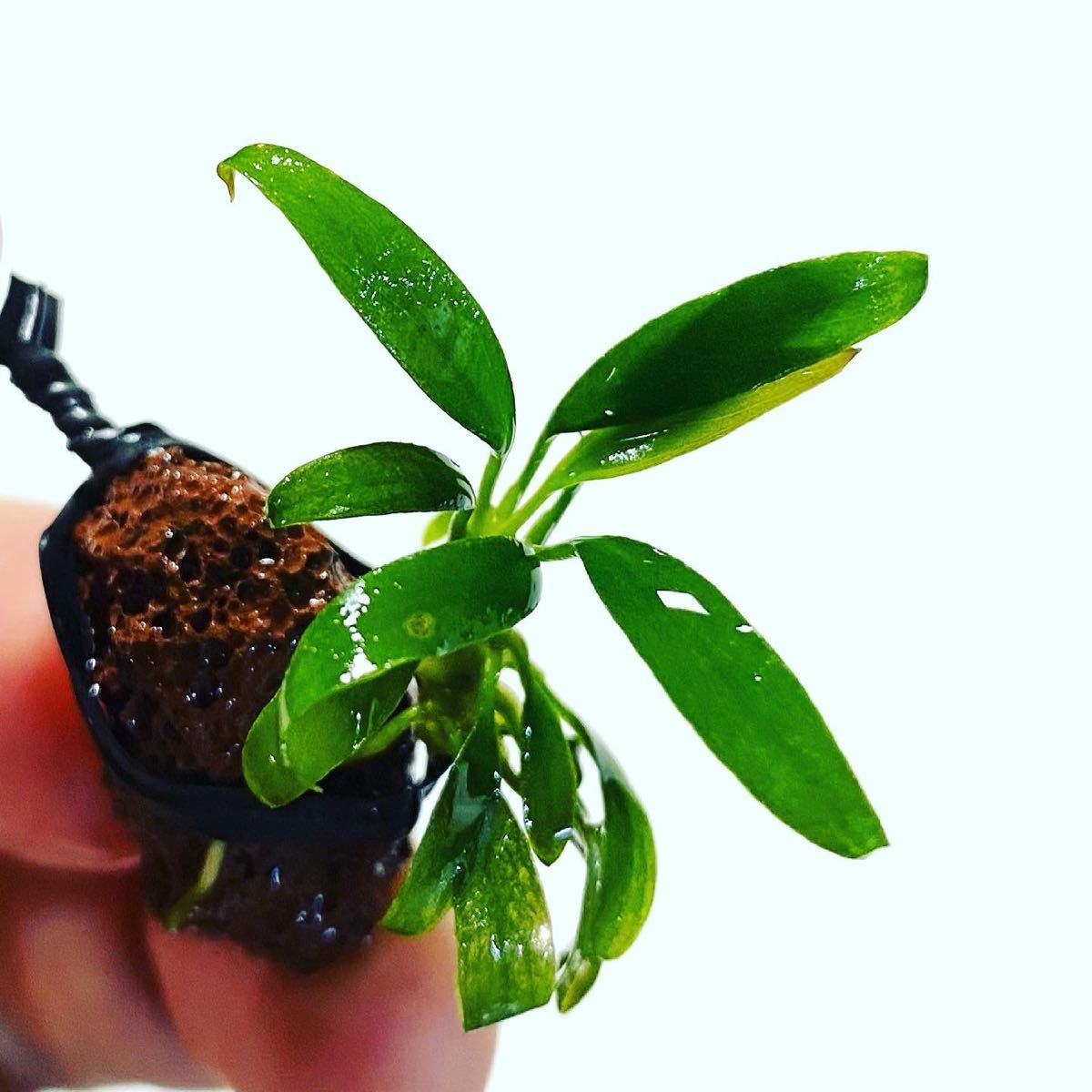 Paypayフリマ アヌビアス ミニマドラゴンクロー アクアリウム 水草 熱帯魚 Anubias Sp Paypayフリマ アヌビアス ミニマドラゴンクロー アクアリウム 水草 熱帯魚 Anubias Sp