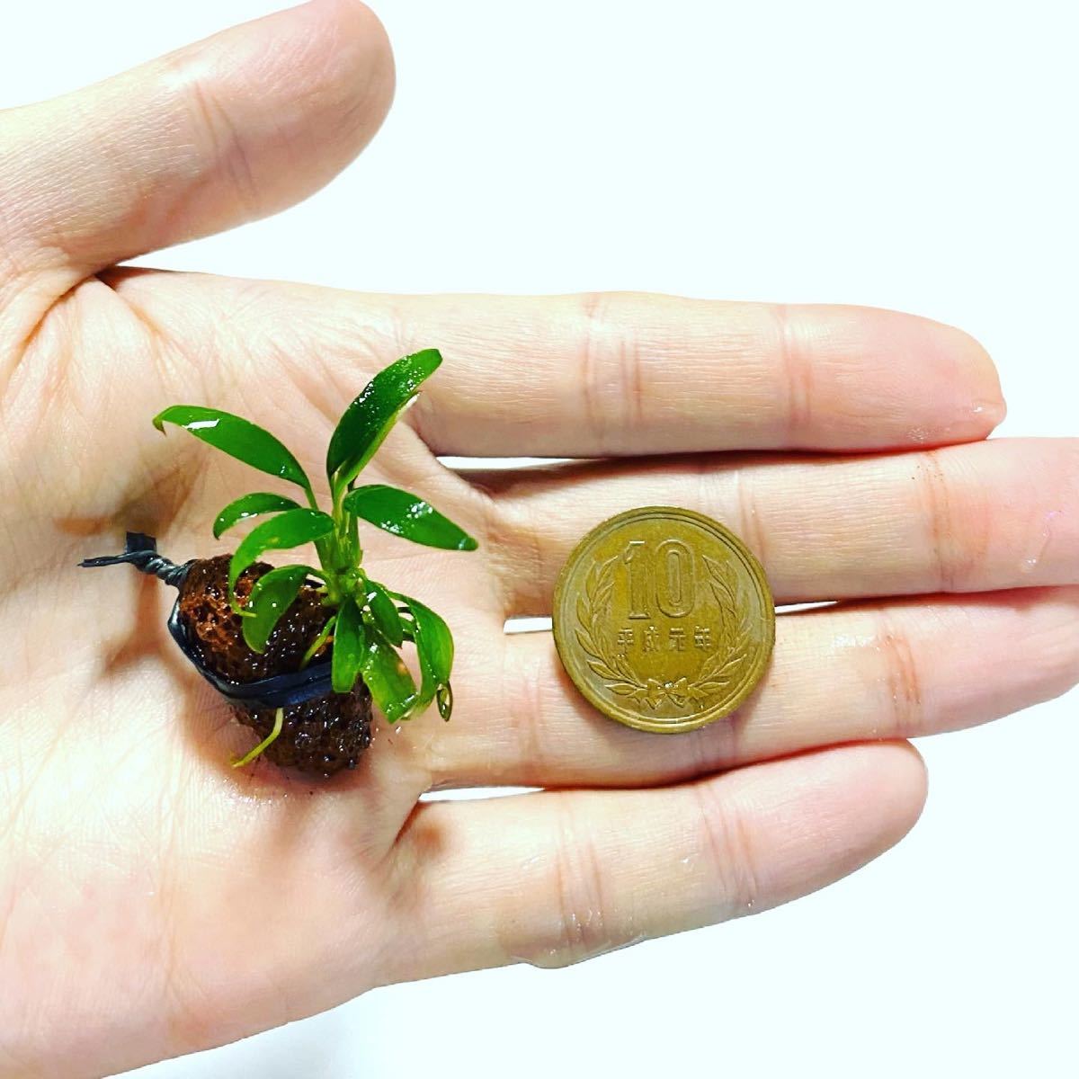 Paypayフリマ アヌビアス ミニマドラゴンクロー アクアリウム 水草 熱帯魚 Anubias Sp Paypayフリマ アヌビアス ミニマドラゴンクロー アクアリウム 水草 熱帯魚 Anubias Sp