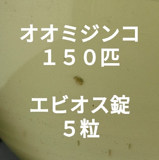Paypayフリマ オオミジンコ 150匹 エビオス錠5粒 メダカ めだか 活き餌 ミジンコ Paypayフリマ オオミジンコ 150匹 エビオス錠5粒 メダカ めだか 活き餌 ミジンコ