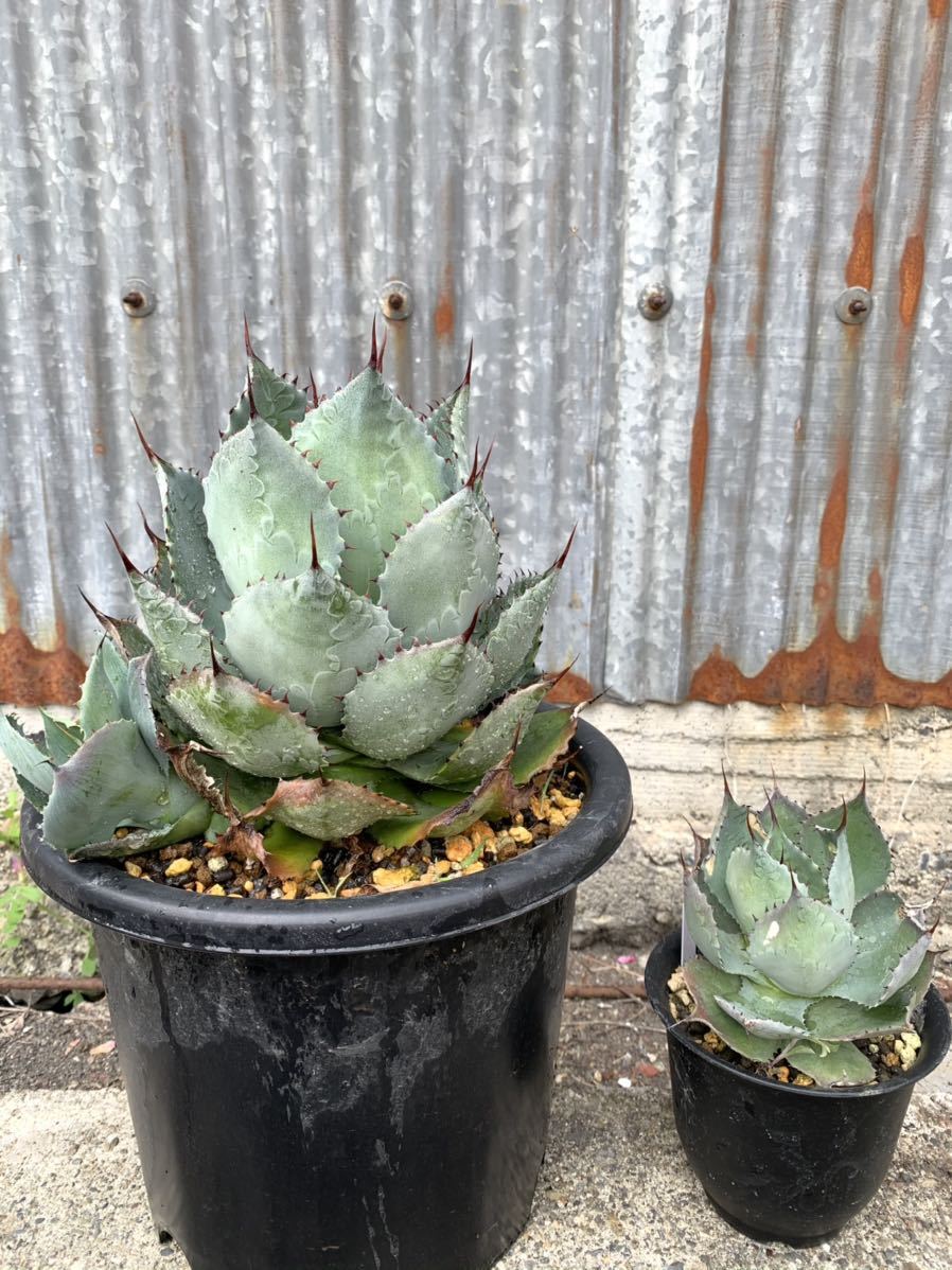 ヤフオク レア Agave Guadalajarana Hybrid グアダラハラ ヤフオク レア Agave Guadalajarana Hybrid グアダラハラ