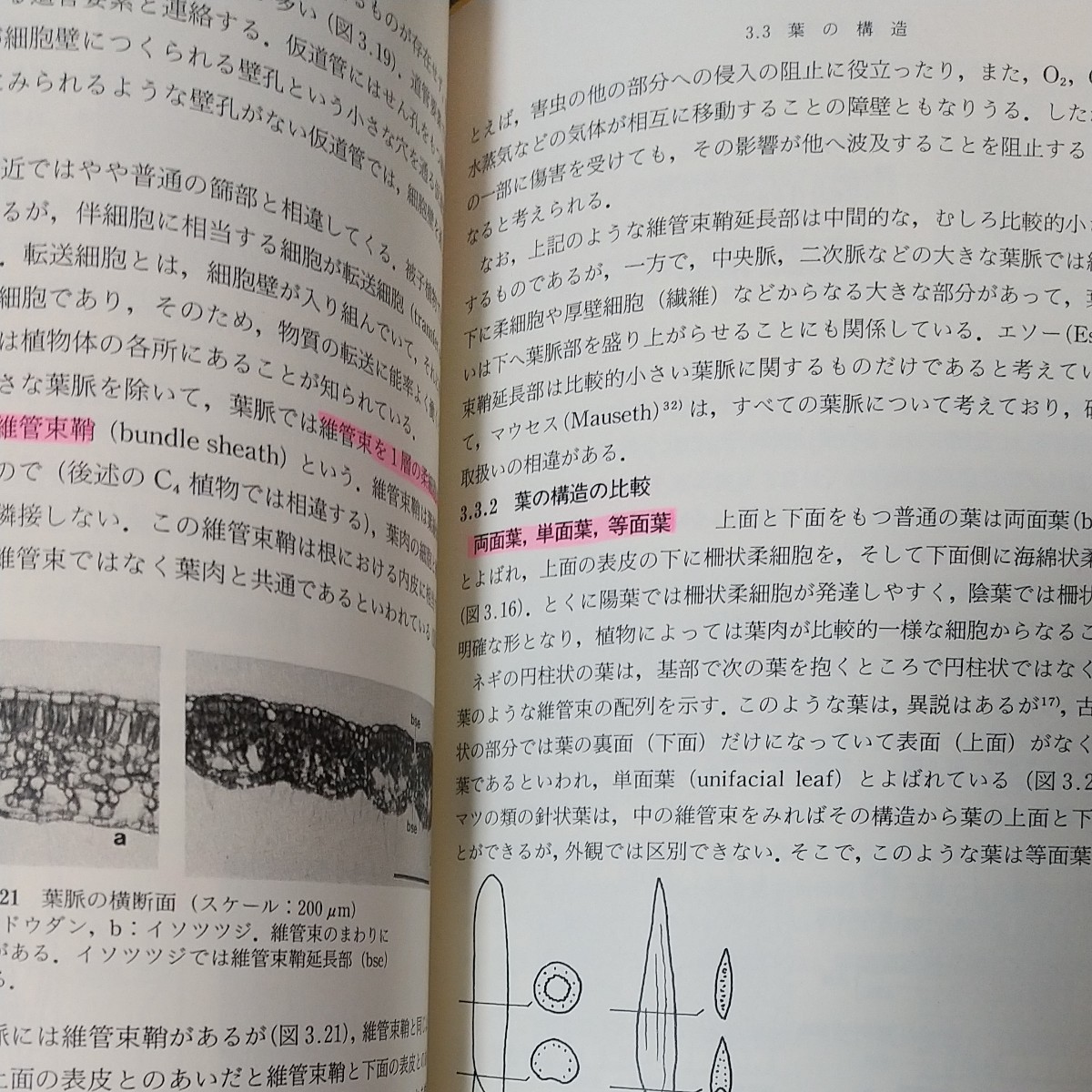 形態学