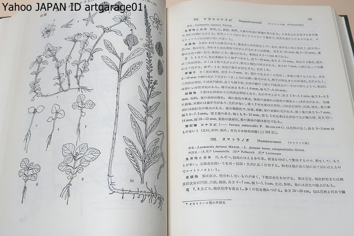 日本雑草図説/30数年一貫して雑草研究を続けて痛切に感じたことは雑草種実と幼植物の鑑定について指導書としての図説の必要なことであった_画像6