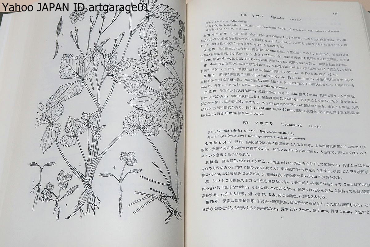 日本雑草図説/30数年一貫して雑草研究を続けて痛切に感じたことは雑草種実と幼植物の鑑定について指導書としての図説の必要なことであった_画像7