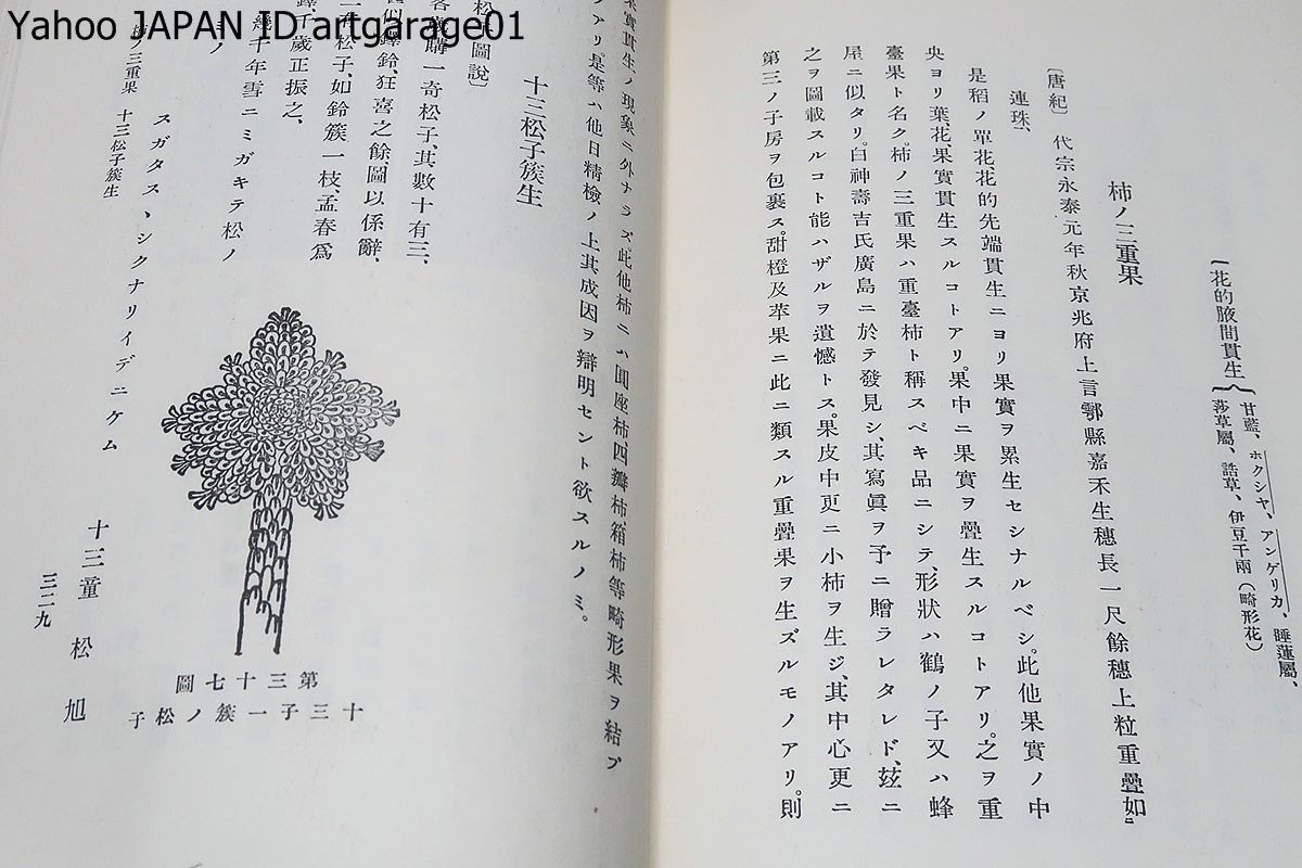  plant ...* plant . unusual .* white . light Taro * plant. . shape *book@... research also structure ..../. paper plant .* another place plum ..* Japan mesoji -stroke ... ../3 pcs. 