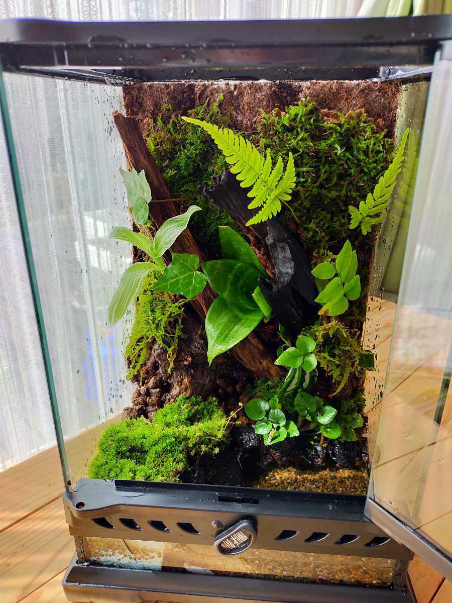 ヤフオク 自然の中の飼育箱オーダーメイド ビバリウム ク ヤフオク 自然の中の飼育箱オーダーメイド ビバリウム ク