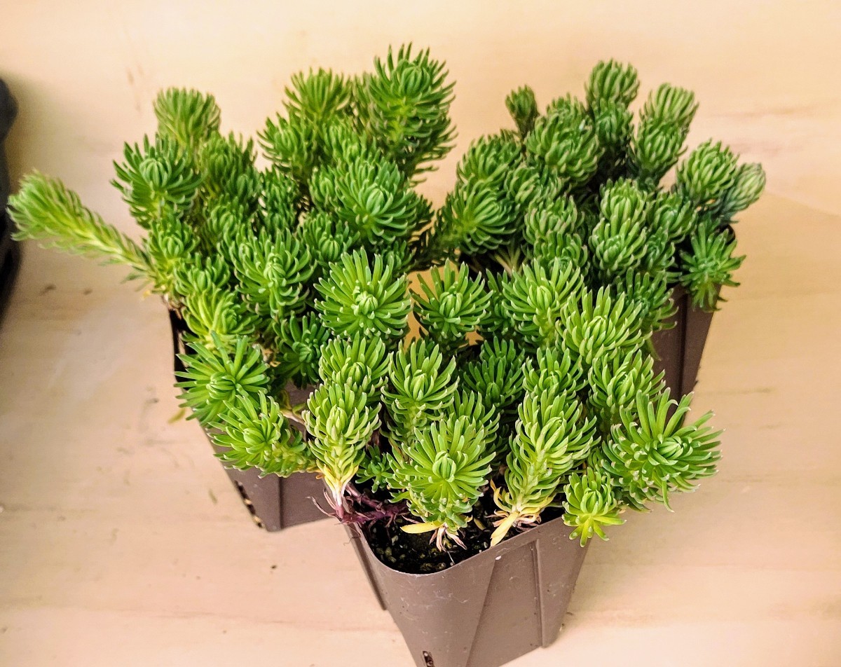 レア 【抜き苗】オラクル 多肉植物 セダム 紅葉 プレステラ プラ レア 【抜き苗】オラクル 多肉植物 セダム 紅葉 プレステラ プラ