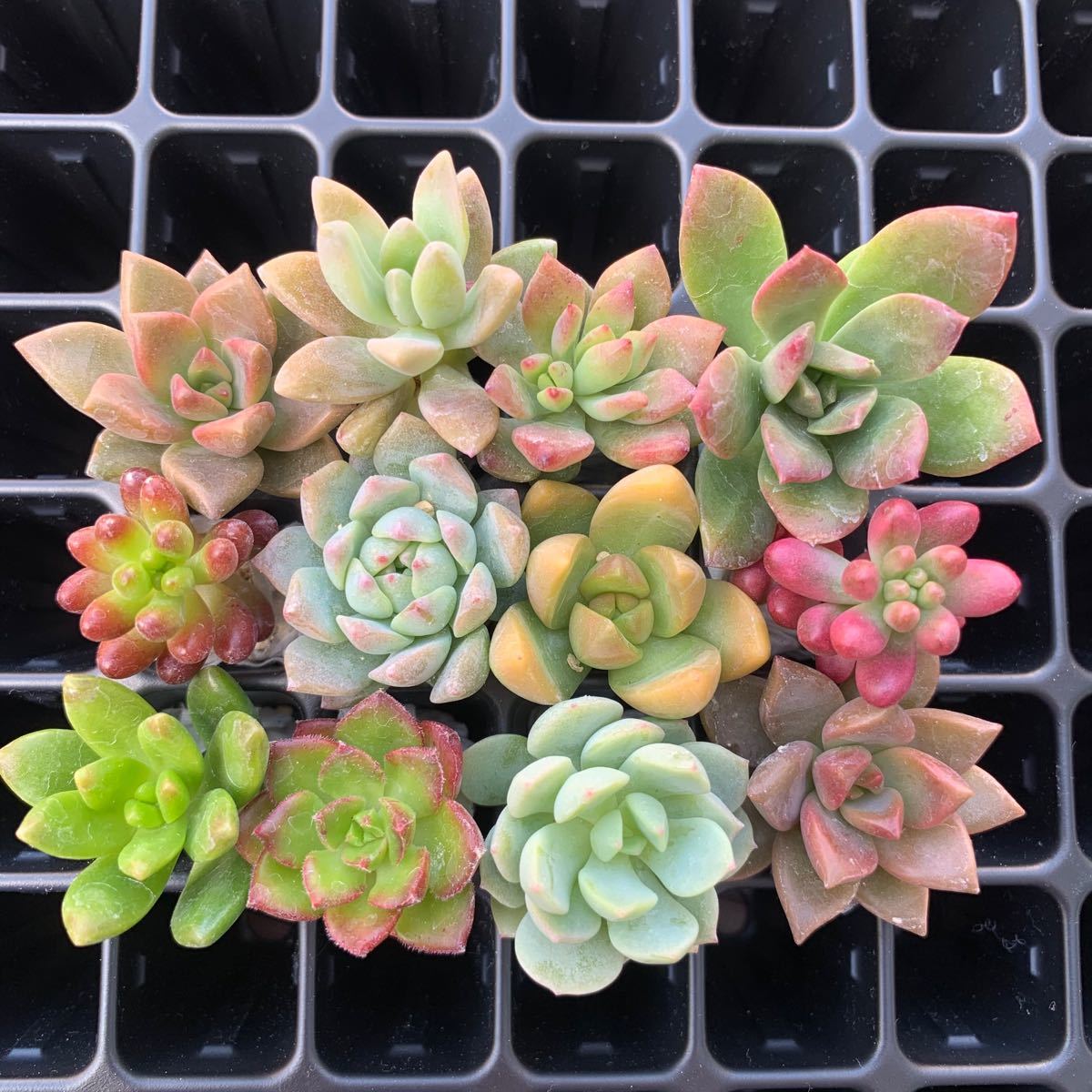 Paypayフリマ 多肉植物 12苗 セット 初心者向け 詰め合わせ 多肉 Paypayフリマ 多肉植物 12苗 セット 初心者向け 詰め合わせ 多肉