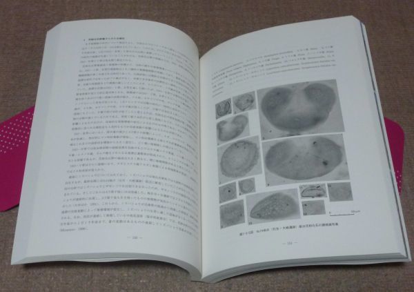 人気大割引 七日市遺跡 氷上郡春日町 3 旧石器時代の 弥生~平安時代の調査 日本史