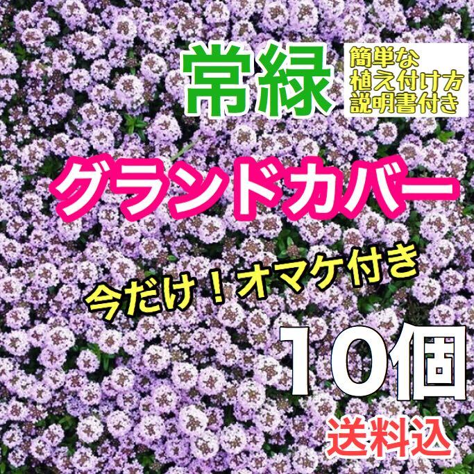 クリーピングの値段と価格推移は 96件の売買情報を集計したクリーピングの価格や価値の推移データを公開 クリーピングの値段と価格推移は 96件の売買情報を集計したクリーピングの価格や価値の推移データを公開