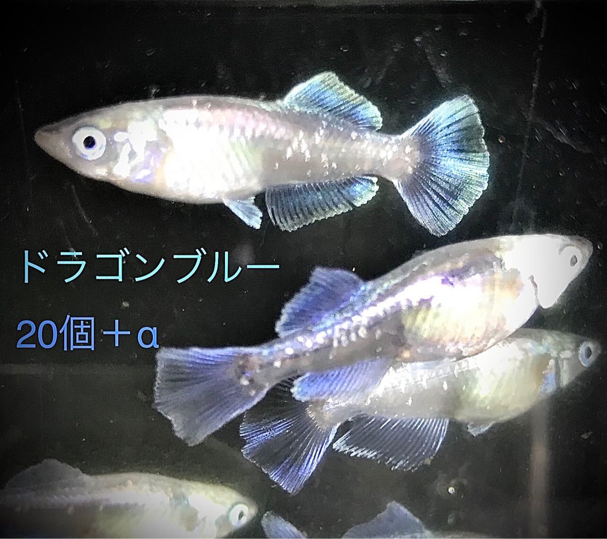 Paypayフリマ ドラゴンブルー メダカ 卵個 A めだか ヒカリ体型 Paypayフリマ ドラゴンブルー メダカ 卵個 A めだか ヒカリ体型