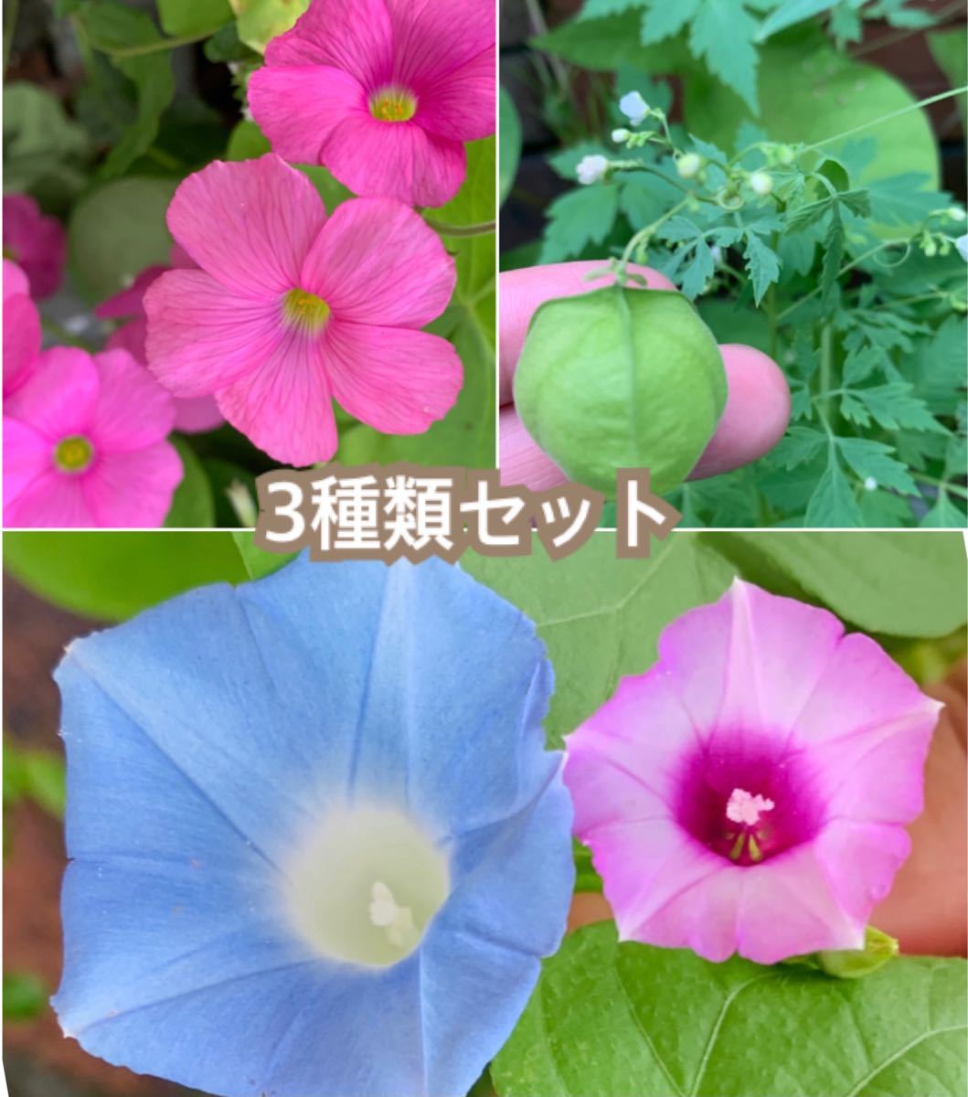 Paypayフリマ 珍しいミニミニ朝顔2種類mix オキザリス風船かずらの種球根セット Paypayフリマ 珍しいミニミニ朝顔2種類mix オキザリス風船かずらの種球根セット