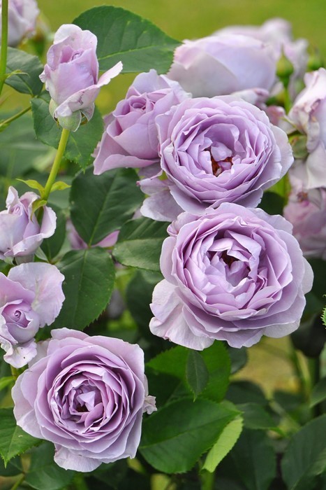 Paypayフリマ 即購入 珍しいつる青薔薇蕾付き返り咲き中輪スターリングシルバー中苗1株 Paypayフリマ 即購入 珍しいつる青薔薇蕾付き返り咲き中輪スターリングシルバー中苗1株