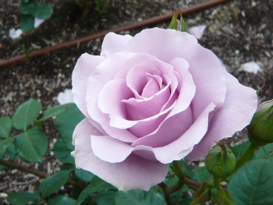 Paypayフリマ 即購入 珍しいつる青薔薇蕾付き返り咲き中輪スターリングシルバー中苗1株