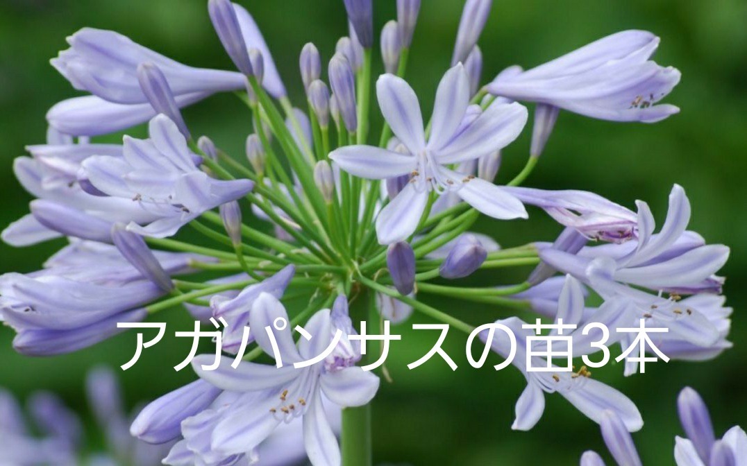 Paypayフリマ アガパンサスの苗球根3本 Paypayフリマ アガパンサスの苗球根3本