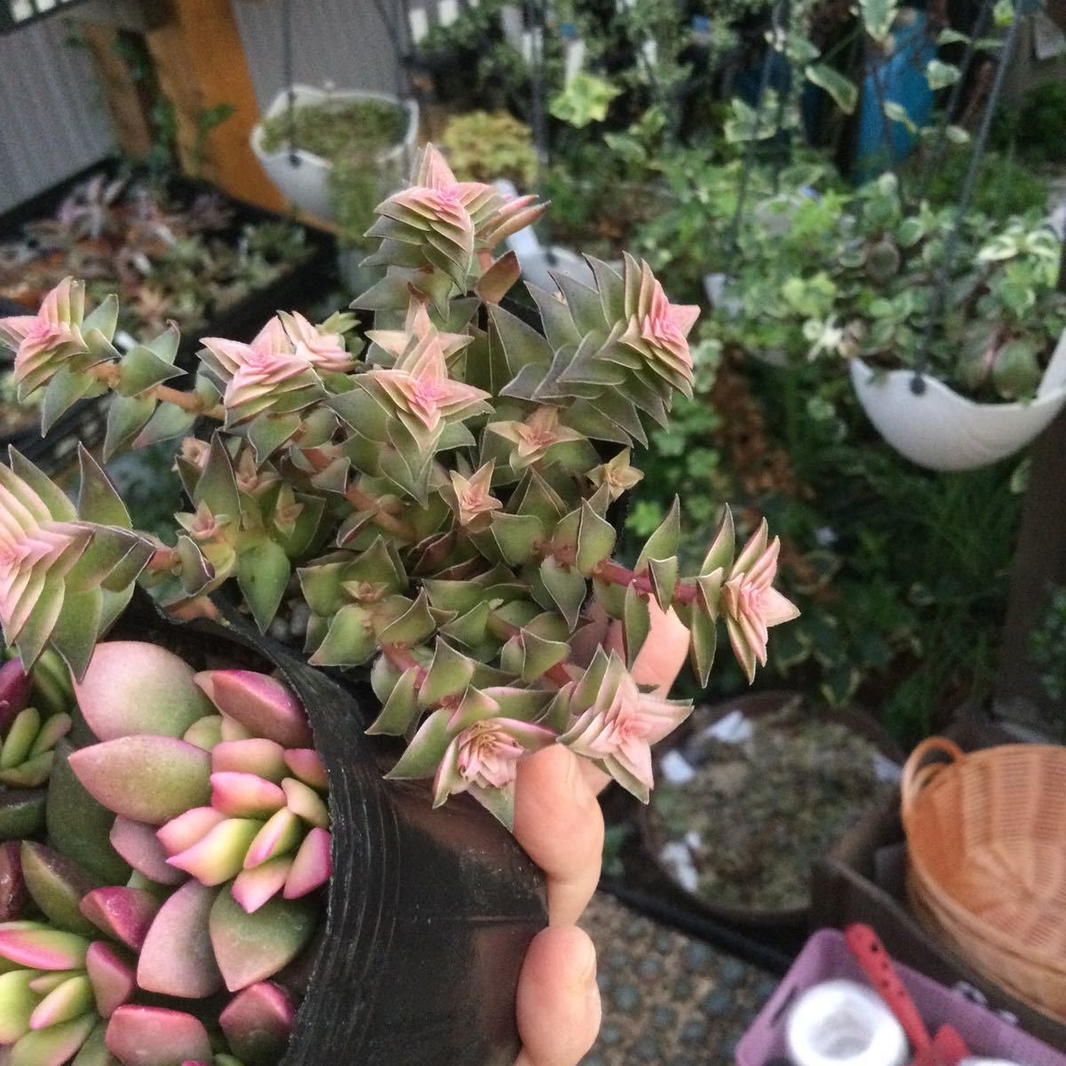多肉植物 桜吹雪と茜の塔錦 アルザス娘様専用|PayPayフリマ