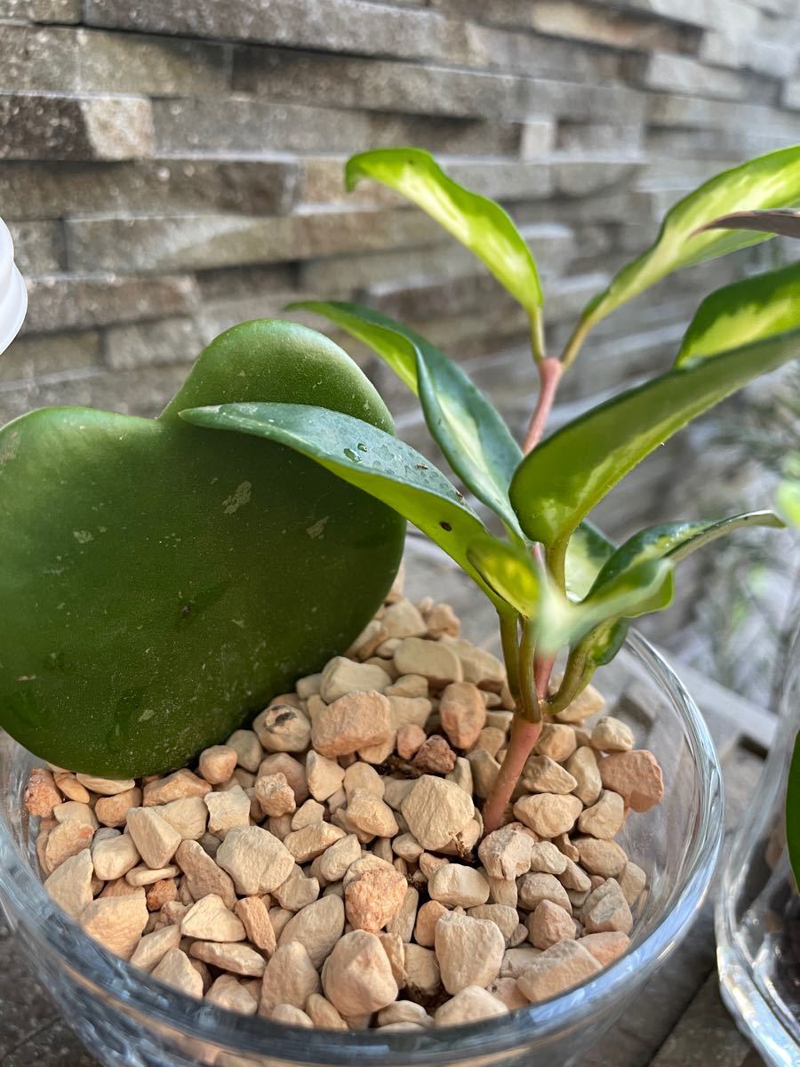 Paypayフリマ 特価 多肉植物 Palaksグラス入り2個セットホヤケリーラブ2 フィカスティネケ サイフォンセラミックスハイドロカルチャー Paypayフリマ 特価 多肉植物 Palaksグラス入り2個セットホヤケリーラブ2 フィカスティネケ サイフォンセラミックスハイドロカルチャー