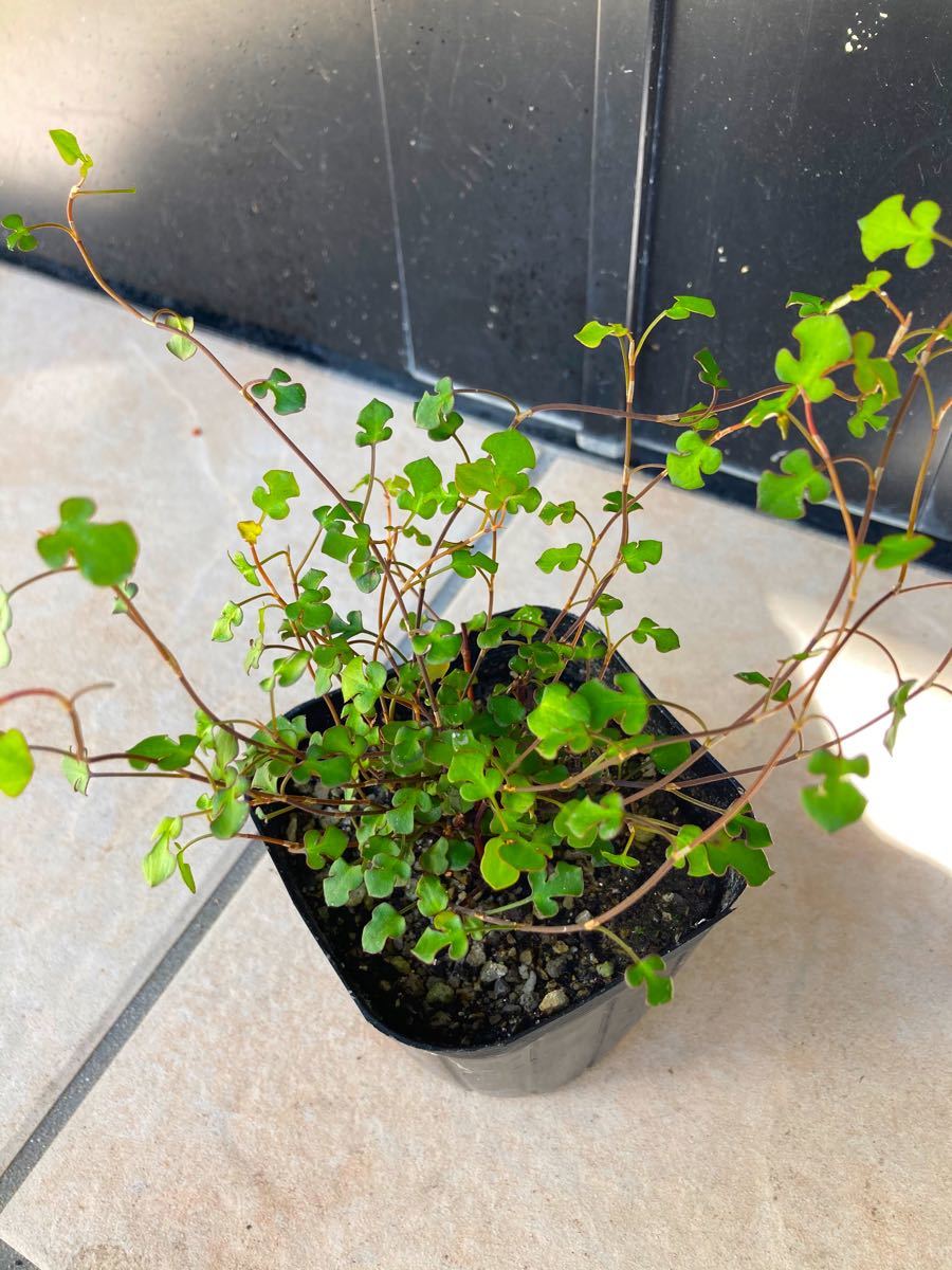 Paypayフリマ 観葉植物 ワイヤープランツ スペード型 苗 Paypayフリマ 観葉植物 ワイヤープランツ スペード型 苗