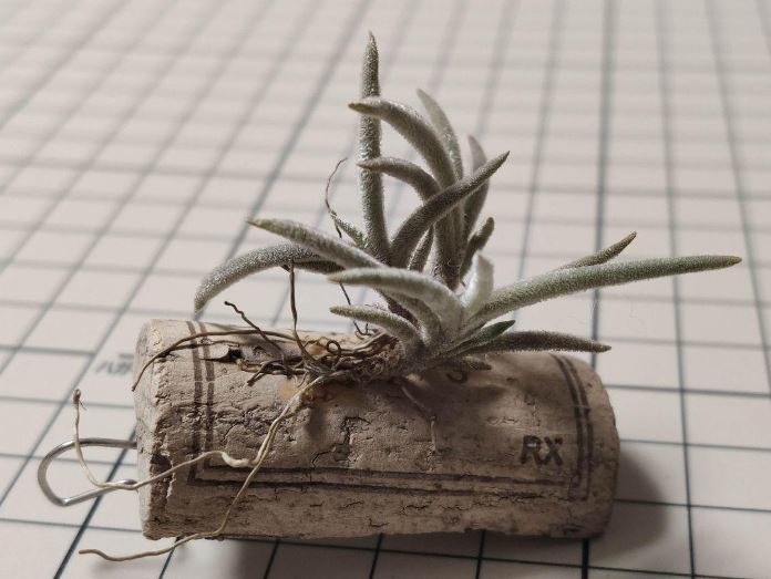 Tillandsia capillaris Tarija ex. E** チランジア カピラリス タリハ 子株 2018年購入_画像5