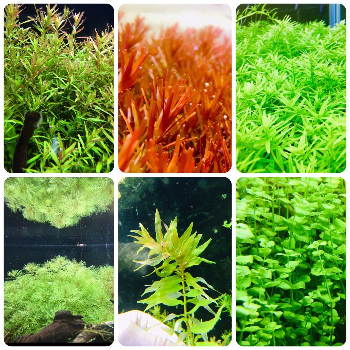 セール30 Off 水草セット 9種類 水中葉 無農薬 無害虫 在庫限り Afaqalmanzil Com セール30 Off 水草セット 9種類 水中葉 無農薬 無害虫 在庫限り Afaqalmanzil Com