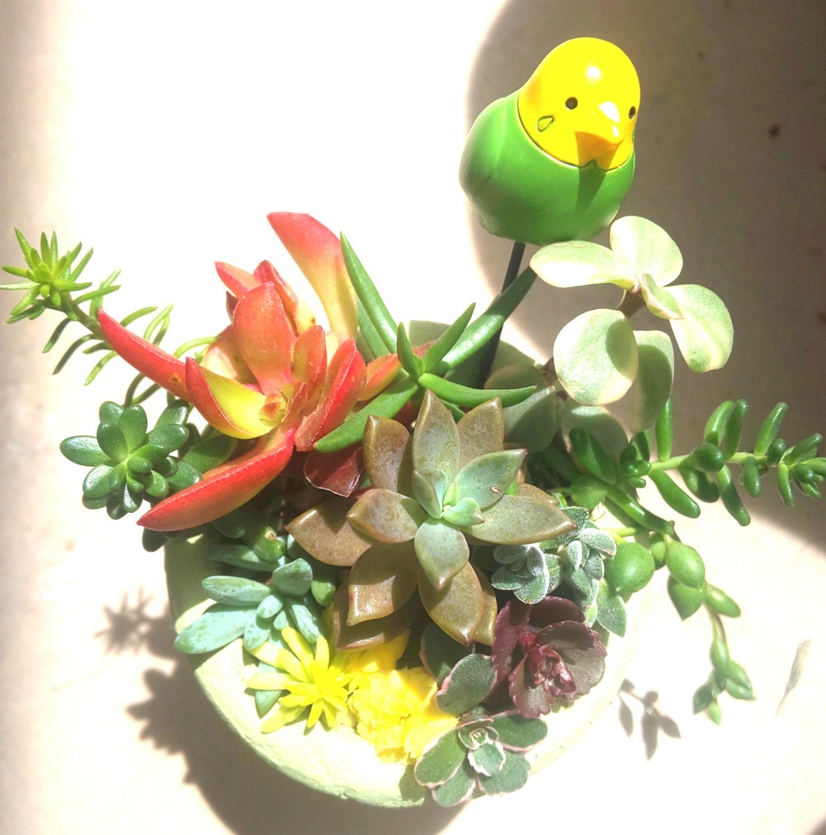 Paypayフリマ どんどん増える多肉植物 只今おまけ増量中 Paypayフリマ どんどん増える多肉植物 只今おまけ増量中
