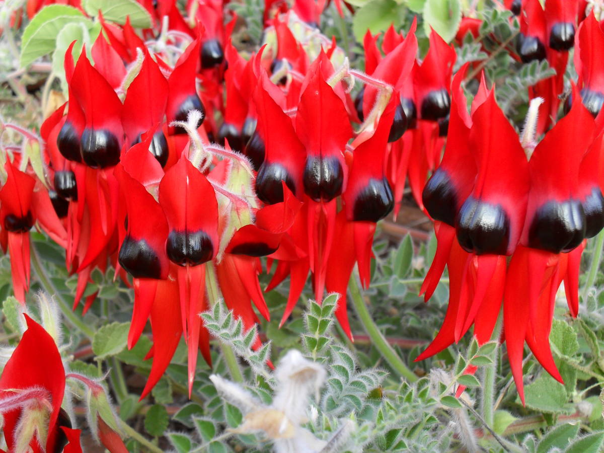 ★ STURT'S の 砂漠エンドウ豆 (1 0 種子 １セット) STURT'S DESERT PEA ★_画像6