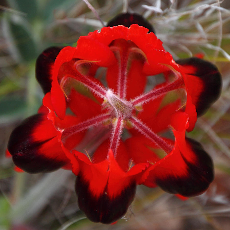 ★ STURT'S の 砂漠エンドウ豆 (1 0 種子 １セット) STURT'S DESERT PEA ★_画像3