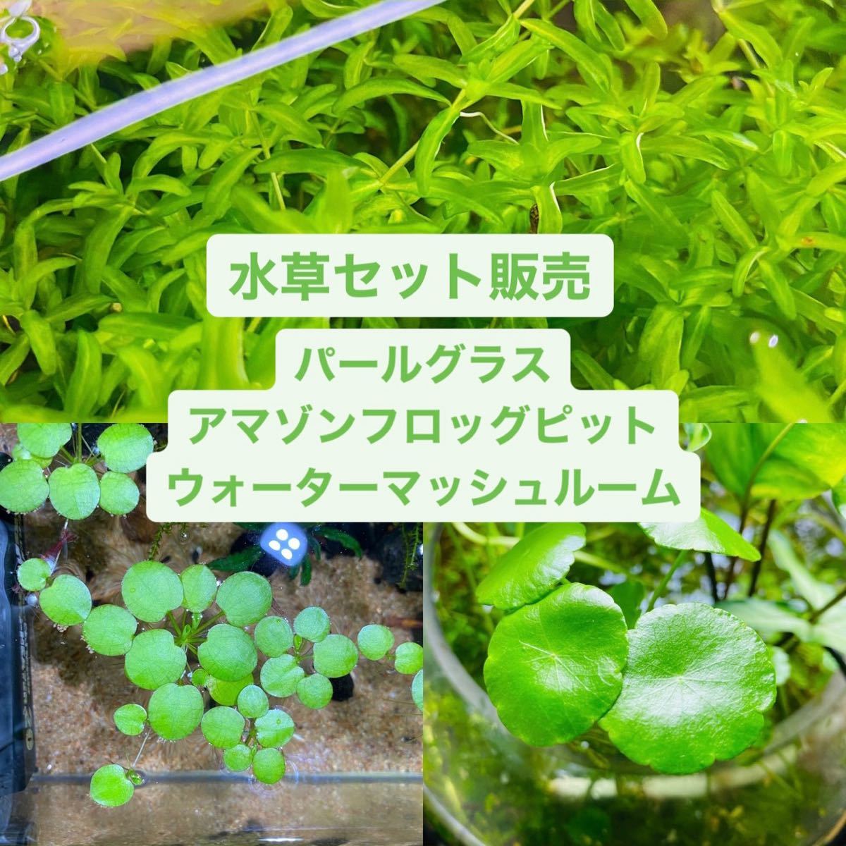 Paypayフリマ 水草3種セット パールグラスなど人気水草セット アクアリウム 無農薬 Paypayフリマ 水草3種セット パールグラスなど人気水草セット アクアリウム 無農薬