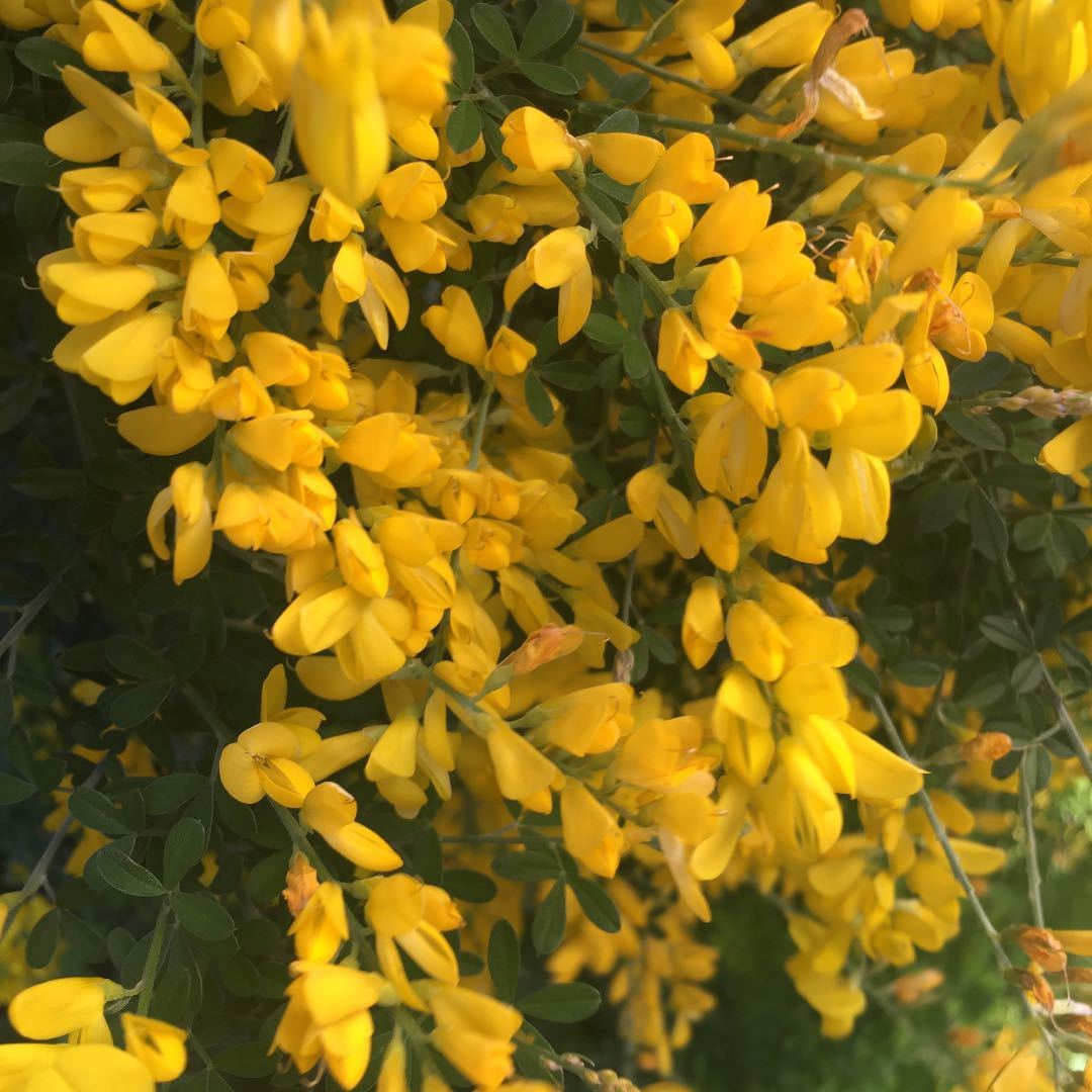 ヤフオク エニシダ カット苗 さし穂用 黄色の花