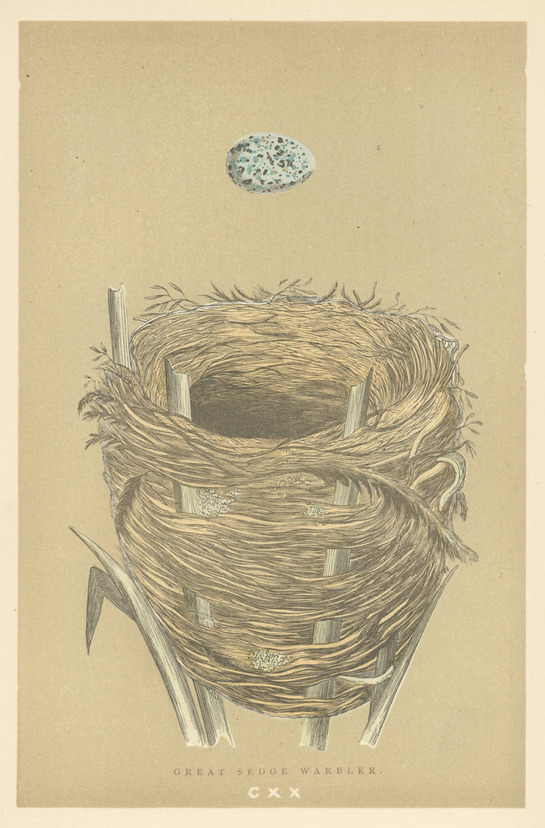  ☆アンティーク図版 「鳥の卵の図版」リトグラフ イギリス1896年☆ （6）の画像1