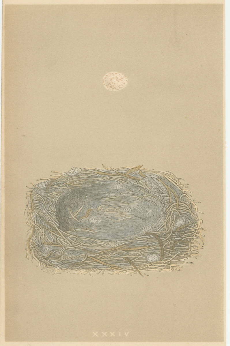  ☆アンティーク図版 「鳥の卵の図版」リトグラフ イギリス1853年☆ （3）_画像1