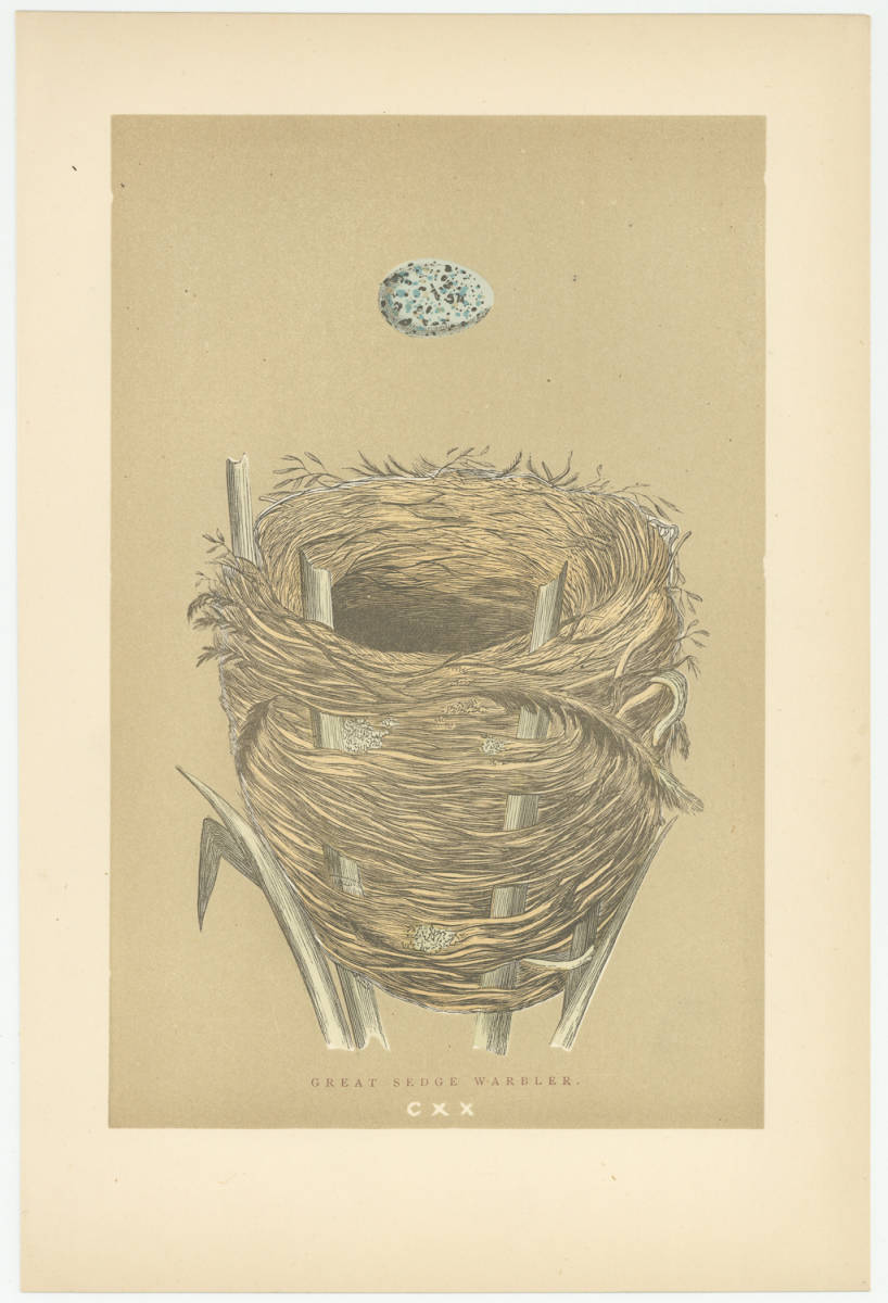 ☆アンティーク図版 「鳥の卵の図版」リトグラフ イギリス1896年☆ （6）の画像3