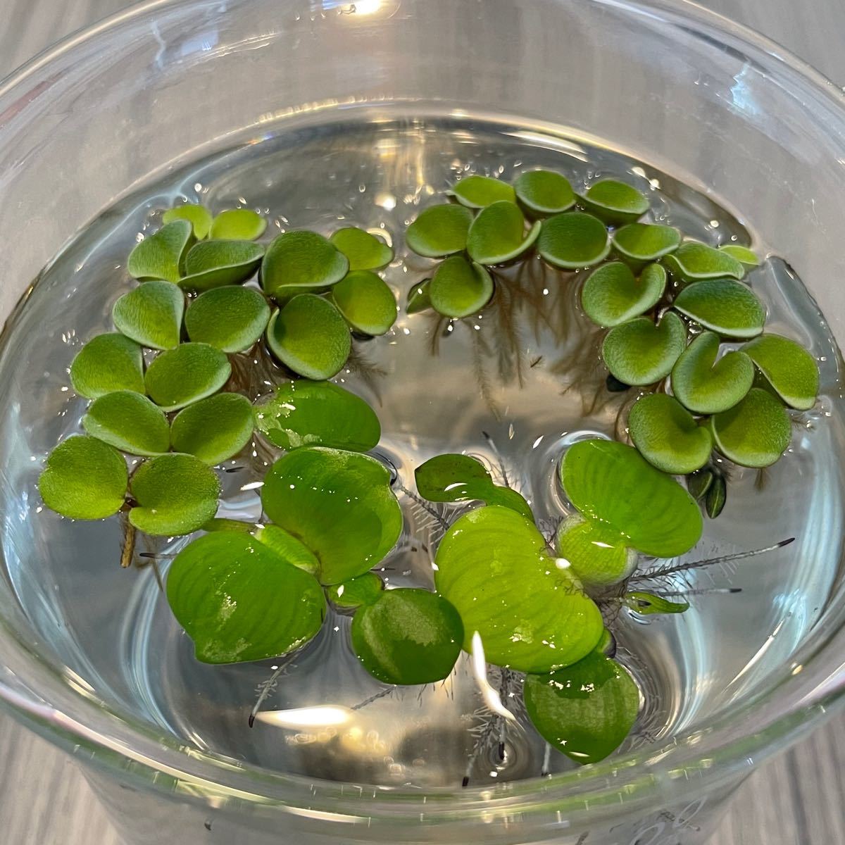 Paypayフリマ 水草 浮草 2種セット 無農薬 Paypayフリマ 水草 浮草 2種セット 無農薬